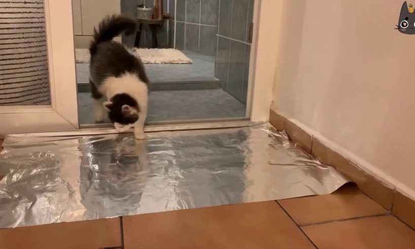 Cats vs Tin/Aluminum Foil! (A Compilation)