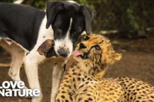 Cheetah And Dog Are Best Friends | Oddest Animal Friendship | Love Nature