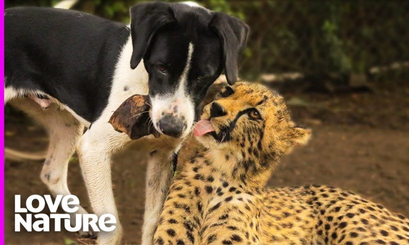 Cheetah And Dog Are Best Friends | Oddest Animal Friendship | Love Nature