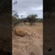 Cheetahs defend cubs fighting hyenas  #animals #wildanimals
