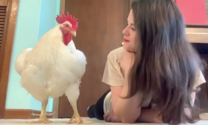 Chicken raised for meat is convinced he's a dog