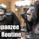 Chimpanzee Night Routine | Myrtle Beach Safari