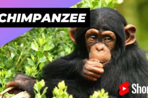 Chimpanzee 🐒 The Most Intelligent Animal In The World #shorts #chimpanzee #intelligentanimal