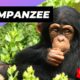 Chimpanzee 🐒 The Most Intelligent Animal In The World #shorts #chimpanzee #intelligentanimal