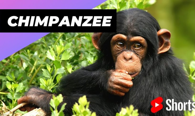 Chimpanzee 🐒 The Most Intelligent Animal In The World #shorts #chimpanzee #intelligentanimal