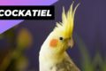 Cockatiel 🦜 One Alternative Animal To Have As A Pet #shorts