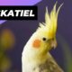 Cockatiel 🦜 One Alternative Animal To Have As A Pet #shorts
