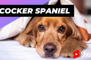 Cocker Spaniel 🐶 One Of The Smallest Dog Breeds In The Word #shorts #cockerspaniel #dog