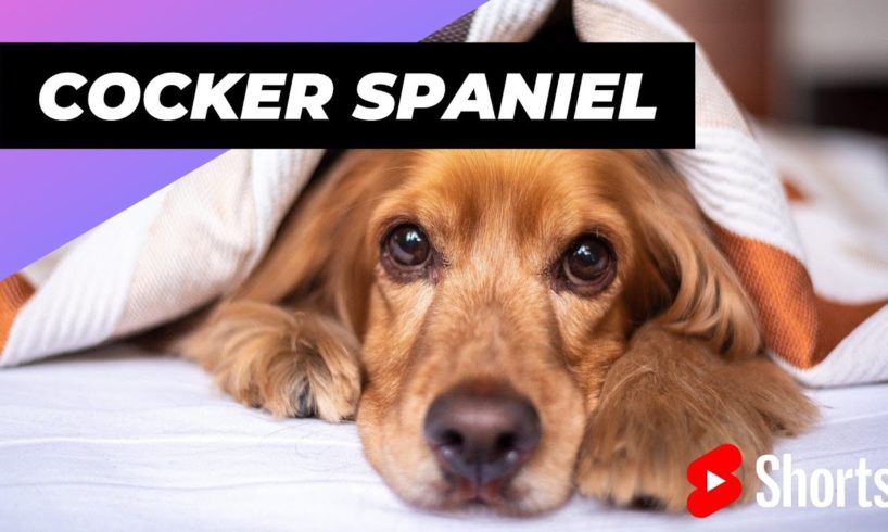 Cocker Spaniel 🐶 One Of The Smallest Dog Breeds In The Word #shorts #cockerspaniel #dog