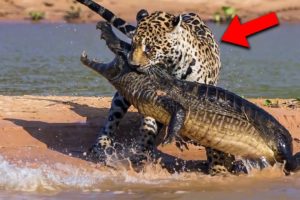Craziest Animal Fights Caught On Camera