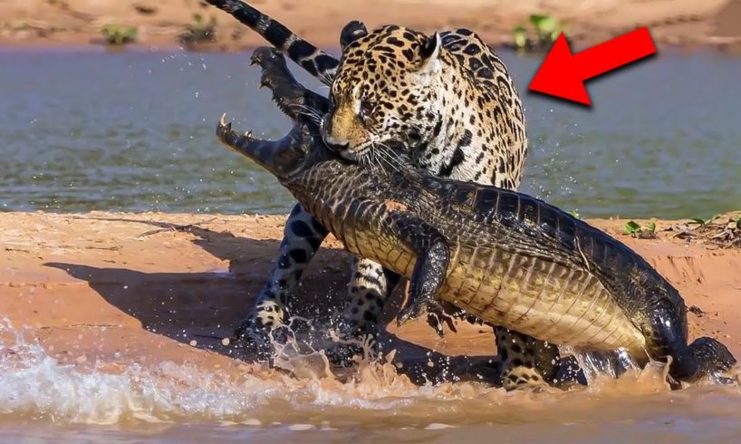 Craziest Animal Fights Caught On Camera