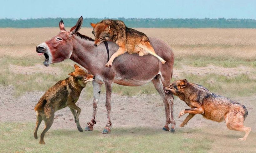 Craziest Animal Fights of All Time | Donkey vs Wolf Gang