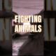 Craziest Animal Fights #shorts #shortsvideo #animals #animal #fight #amazing #cat #dog #most