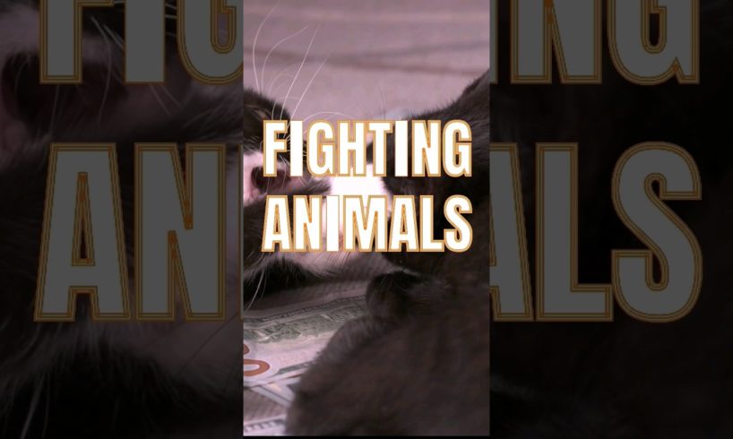 Craziest Animal Fights #shorts #shortsvideo #animals #animal #fight #amazing #cat #dog #most
