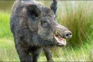 Craziest Wild Animal Fights That Will Leave You Breathless