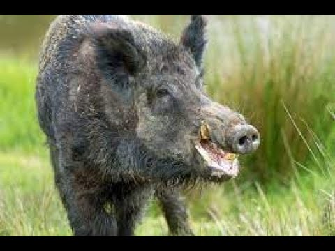 Craziest Wild Animal Fights That Will Leave You Breathless