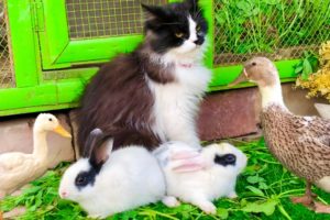 Cute And Adorable Animals Playing,Cute Cat Bunnies,Ducklings,Ducks,Cute animals Videos