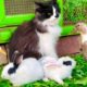 Cute And Adorable Animals Playing,Cute Cat Bunnies,Ducklings,Ducks,Cute animals Videos