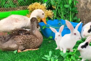 Cute Bunnies and Cute Ducklings playing,Funny Bunnies eating grass,Cute Animals