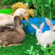 Cute Bunnies and Cute Ducklings playing,Funny Bunnies eating grass,Cute Animals