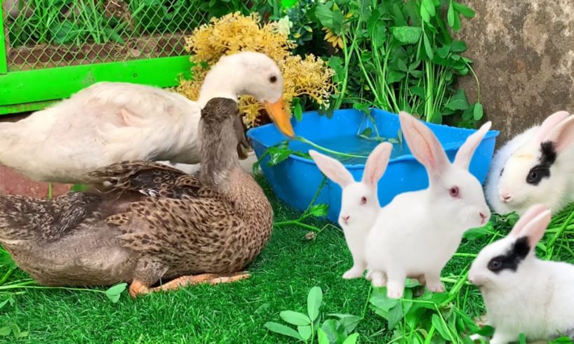 Cute Bunnies and Cute Ducklings playing,Funny Bunnies eating grass,Cute Animals
