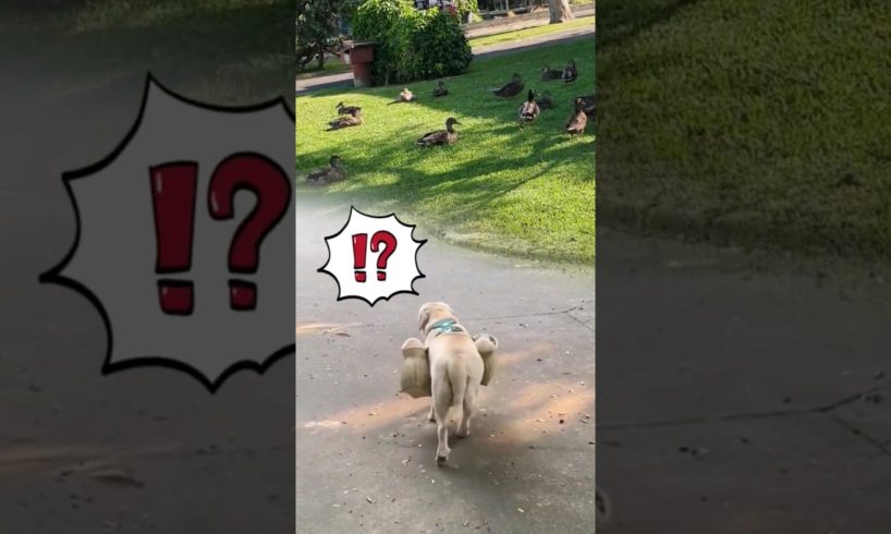 Cute Golden Retriever Protects Puppies๐ถ๐ฃ #dog #cute #puppy