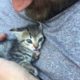 Cute Hissing Kitten