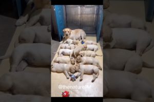 Cute Puppies 🐶😘 Cute and Funny Dog Moments 😂 #shorts #shortsfeed 🐶 Cute #puppy Video(Cute Dog)