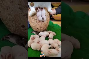 Cute Puppies 🐇😍 Cute andFunny rabbit Moments 😂 #shorts#shortsfeed  #puppyVideo(Cute Rabbits-220)