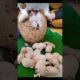 Cute Puppies 🐇😍 Cute andFunny rabbit Moments 😂 #shorts#shortsfeed  #puppyVideo(Cute Rabbits-220)