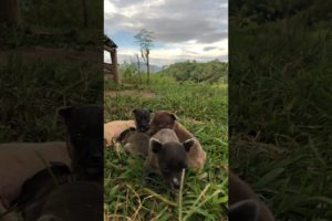 Cute Puppies 🐶 for adoption #puppy #dogphotography #dog #puppies #wildlife #dogadoption #animals