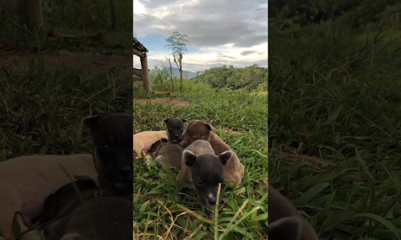 Cute Puppies 🐶 for adoption #puppy #dogphotography #dog #puppies #wildlife #dogadoption #animals