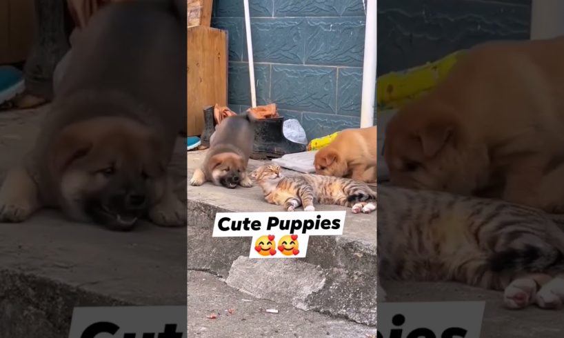 Cute Puppies playing with Cat 🤗 😍 #asmr #shorts #puppy #cat #animals #pets