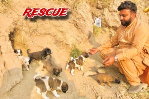 Cute Puppy Ko Rescue Kr lia😍🐾 || Dogs ko save kar liya ||Dihat Main Ronak