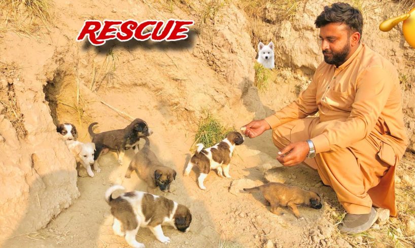 Cute Puppy Ko Rescue Kr lia😍🐾 || Dogs ko save kar liya ||Dihat Main Ronak