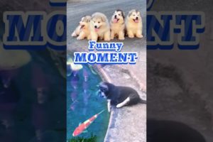 Cute Puppy's Funny moment 🐶🌊#dog #cute #funny