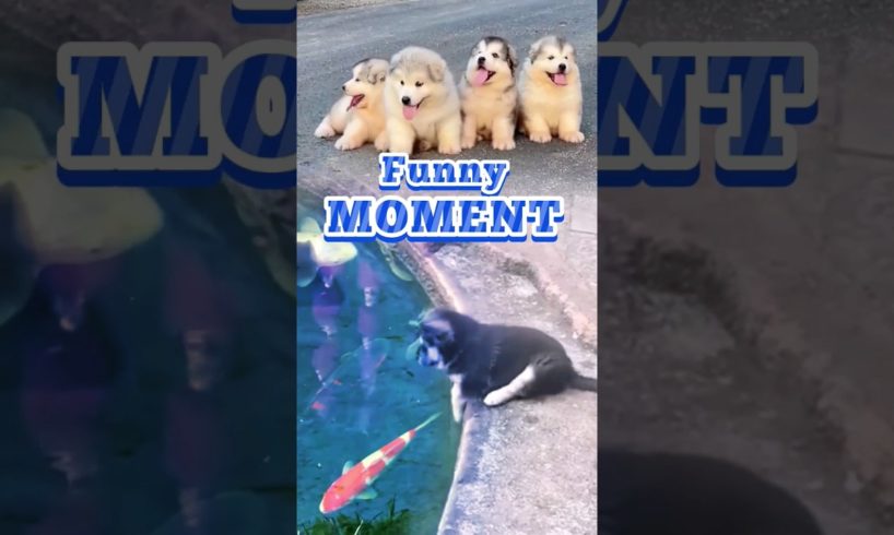 Cute Puppy's Funny moment 🐶🌊#dog #cute #funny