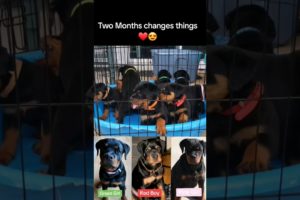 Cute Rottweiler Pups 😍 #GSPRotties #Shorts #Cute #Puppies