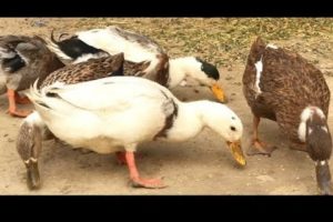 Cute and adorable animals playing Ducklings | Funny Animals video