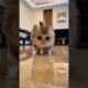 Cute baby Cat #shorts #youtubeshorts