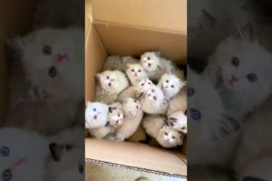 Cute baby kittens 🥰🤩 #shorts #babycat #kitten #funny #shortsvideo