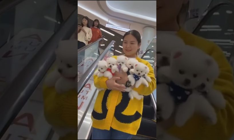 Cute puppies in supermarket#puppyvideos #cute #animals #shortschristmas #christmas #merrychristmas