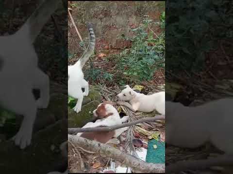 Cute puppies 🐶 play with a cat🐈 (Chian) #puppy #cutecat #shorts #viral