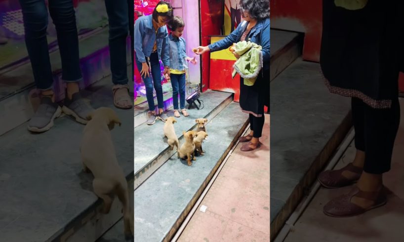 Cute puppies 😍 || puppy #ytshorts #viral #cutedog #puppies #puppy