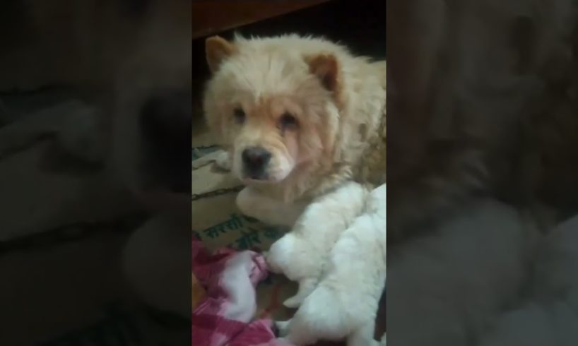 Cute puppies #shorts #ytshorts #youtubeshorts #viral #trending #puppy #dog #chowchow #babies