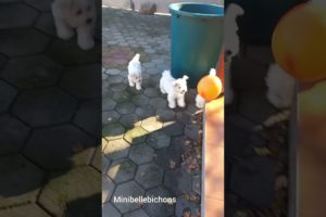 Cute puppies with ballon