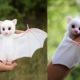 Cutest Baby Animals 2022 [Funny Pets]
