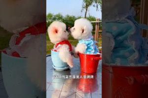 Cutest Puppies Love Video 😻😘✨ #shorts #puppy #comedy #trending #dog #animal #cutepuppies