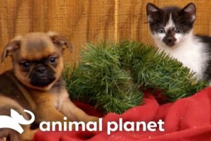 Cutest Puppy & Kitty Holiday Moments | Too Cute! | Animal Planet