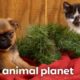 Cutest Puppy & Kitty Holiday Moments | Too Cute! | Animal Planet